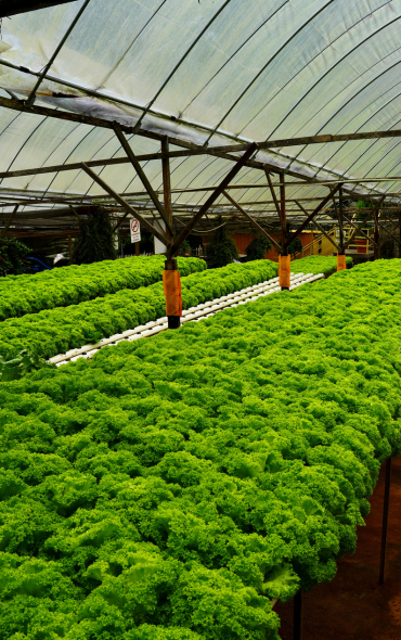 Greenhouse Innovation